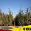 廠家直銷 恐龍蛋李 量大從優 品質保證
