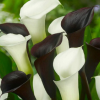 彩色馬蹄蓮種球帶芽馬蹄蓮花苗花卉盆栽當(dāng)年開(kāi)花 馬蹄蓮種子批發(fā)