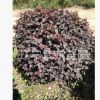 苗圃現挖現賣批發樹苗紫葉風箱球工程綠化供應園藝叢生形風箱果