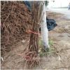 優質油用牡丹3年苗 牡丹花苗基地新品種高產量大量批發價優