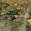 苗圃供應(yīng) 樹(shù)樁月季 香味極濃 薔薇嫁接 月季類(lèi)花苗