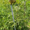 冬棗樹苗基地 沾化冬棗樹苗 金絲棗樹苗 規(guī)格多 價格優(yōu) 保濕郵寄