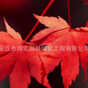 精品日本紅楓樹苗批發(fā)三季紅楓苗 工程綠化苗木 行道風景樹
