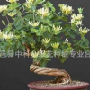 供應大量樹形金銀花盆景 四季金銀花盆景 觀賞性金銀花盆景