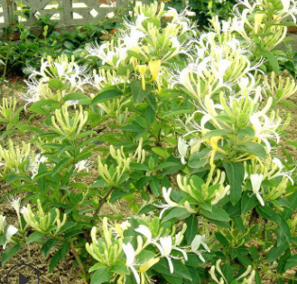 廠家直銷供應(yīng)九豐一號(hào)金銀花苗 藥用美化環(huán)保四季金銀花苗