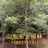 山東園林供應大量白蠟小苗，成活率高