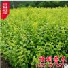 金葉女貞 供應(yīng)優(yōu)質(zhì)女貞苗 女貞球 金葉女貞球綠化工程苗 規(guī)格全