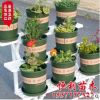 趣植園藝 環(huán)球印花1/2/3/5加侖盆 塑料花盆多肉花盆