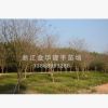 優質供應紫薇 工程園林樹 多種規格 基地直銷