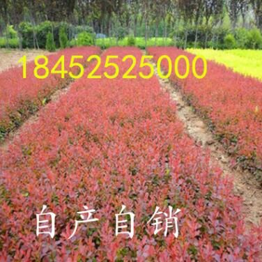基地直銷道路庭院紅葉小檗床苗大苗 綠化工程苗批發 彩色苗木