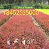 基地直銷道路庭院紅葉小檗床苗大苗 綠化工程苗批發 彩色苗木
