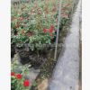 歐月 樹(shù)樁月季基地直銷 園林綠化月季樹(shù) 規(guī)格齊全 量大從優(yōu)