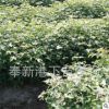 專(zhuān)業(yè)供應(yīng)苗木批發(fā)綠化園林苗木 花卉 基地批發(fā)園林綠化楓樹(shù)苗
