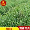 專(zhuān)業(yè)供應(yīng)苗木批發(fā)綠化園林苗木 花卉 規(guī)格齊 全綠化苗木杜英苗