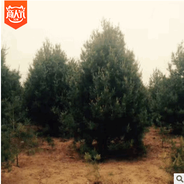 苗木基地白皮松苗風景樹苗批發 園林綠化工程常綠灌木 植被綠化