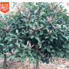 基地直銷(xiāo)高桿紅葉石楠球 園林綠化苗木 常綠灌木 獨(dú)桿紅葉石楠球