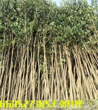 大葉女貞樹苗批發(fā)基地苗圃直供園林工程綠化用苗大葉女貞全規(guī)格苗