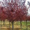 紅葉李 4-18公分紫葉李樹苗 苗圃直供 工程綠化用苗