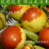 出售嫁接棗樹苗 冬棗樹苗 規(guī)格全 根系發(fā)達 成活率高 量大優(yōu)惠