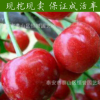 出售大紅燈 櫻桃樹苗 布魯克斯 拉賓斯櫻桃苗 根系發(fā)達量大優(yōu)惠