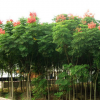 南陽(yáng)長(zhǎng)遠(yuǎn)花季種植供應(yīng)供應(yīng)欒樹(shù)苗/欒樹(shù)小苗 北京欒樹(shù) 黃山欒樹(shù)苗/規(guī)格齊全