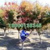 基地直銷綠化苗木 五角楓小苗 綠化環境 五角楓 綠化苗批發