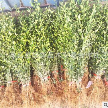 批發果園防護用苗 自枳蛋子苗 臭枳殼 砧木用苗