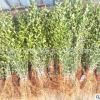 批發(fā)果園防護(hù)用苗 自枳蛋子苗 臭枳殼 砧木用苗
