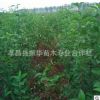 批發高桿女貞 大葉女貞 工程綠化喬木 大葉女貞量大價優