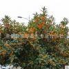 桂花苗直銷 桂花樹苗 桂花小苗 桂花樹 規格齊全 品種全