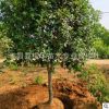 大量批發3-4桂花樹苗 金桂花樹 丹桂喬木 規格齊全 占地桂花樹