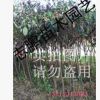 供應綠化苗木 琵琶樹 琵琶苗 4--12公分 量大從優