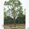 批發18-50公分移植香樟樹 基地直銷綠化喬木 規格齊全