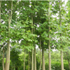 威雅苗圃供應馬褂木/鵝掌楸 八公分 十公分 15公分 綠化行道樹