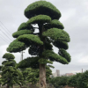 造型羅漢松 全冠直生樹木 湖南綠化植物
