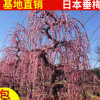 農戶直銷工程綠化 日本垂梅 紅梅報春 規格齊全風景樹庭蔭樹