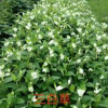 大小規格噴雪花130盆30000盆價格10元基地