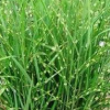 江蘇供應斑葉芒規格齊全
