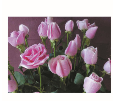 瑪麗亞 玫瑰苗，鮮花花彩玫， 云南四季玫瑰苗木，花苗批發(fā)