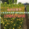 大花萱草價格【產(chǎn)地大花萱草低價直銷-金娃娃萱草】量大價優(yōu)