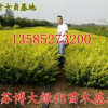主供金葉女貞色塊苗價格優(yōu)惠，H40-50公分金葉女貞苗價格
