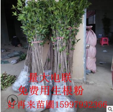 桂花樹金桂丹桂血庭院盆栽綠植園藝花卉四季常青桂花