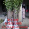 桂花樹金桂丹桂血庭院盆栽綠植園藝花卉四季常青桂花