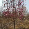 河南南陽供應紅玉蘭，白玉蘭，黃玉蘭，紫玉蘭，二喬玉蘭，廣玉蘭