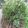 供應園林綠化苗木 法國冬青苗 珊瑚樹苗量大從優