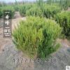 基地批發(fā)龍柏球道路觀賞植物 規(guī)格齊全 綠化工程苗木 龍柏球