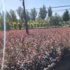廠家直銷 紅葉密枝李苗紅葉石楠苗規格齊全石楠苗 成活紅葉石楠苗