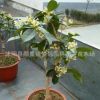 桂花樹苗批發(fā)庭院盆栽裝飾桂花樹貨源足 桂花樹 大型工程苗