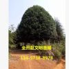產(chǎn)地貨源 嫁接桂花樹 高30cm-200cm 常綠性黃色系自產(chǎn)自銷