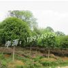 桂花價格胸徑8公分冠幅2.5米樹形優(yōu)美的桂花苗木批發(fā)